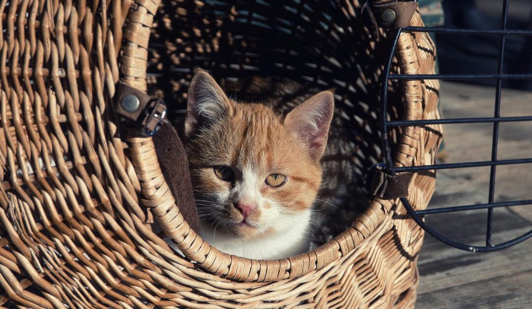 7 Must-Have Pet Carriers & Travel Gear for Adventurous Pets in 2026