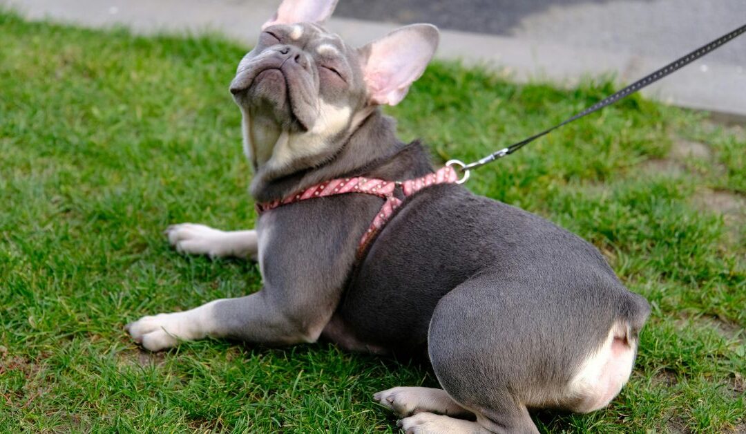 Walk in Style: Must-Have Leashes, Collars & Harnesses for the Modern Pet Owner