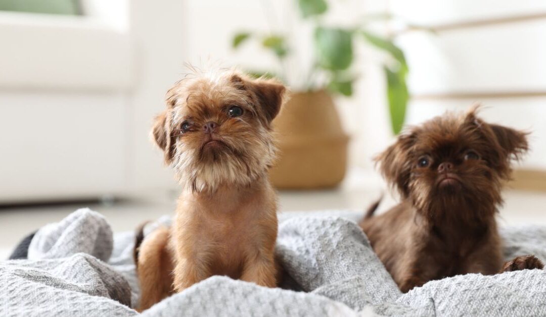 The Ultimate Guide to Choosing the Perfect Pet Beds & Furniture for Your Furry Friend