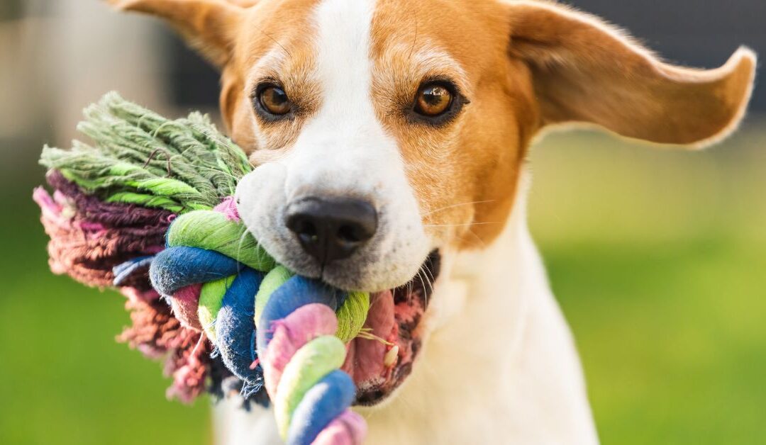 How Pet Toys & Enrichment Can Transform Your Pet’s Life