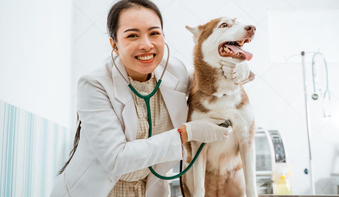The Complete Guide to Pet Health Accessories: Smart Comfort Solutions Every Pet Lover Should Know