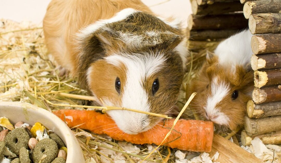 Pet Habitat Enrichment: 5 Proven Ways to Boost Your Pet’s Happiness and Activity