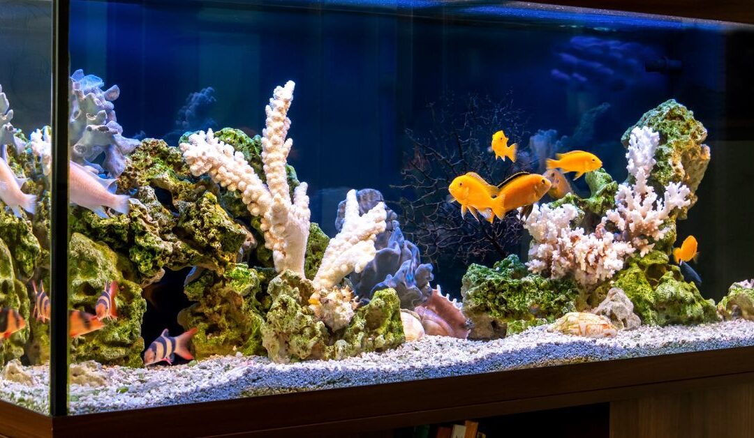 The Ultimate Guide to Aquarium & Terrarium Accessories: Enhance Your Pet’s Habitat in 2026