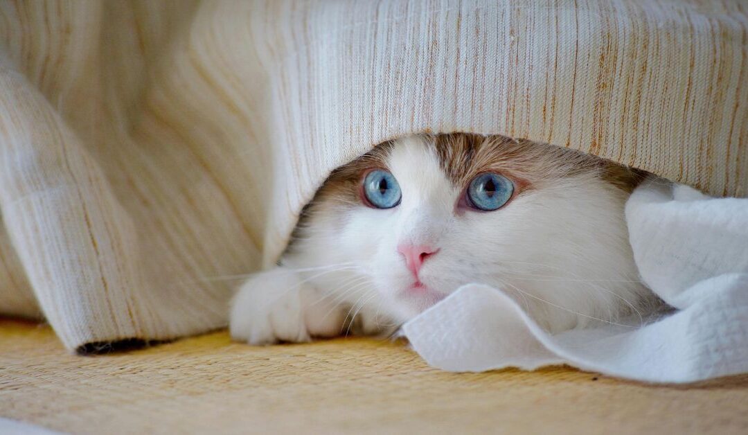 Cozy Comfort for Your Furry Friends: Why Pet Bedsheets & Blankets Are a Must-Have