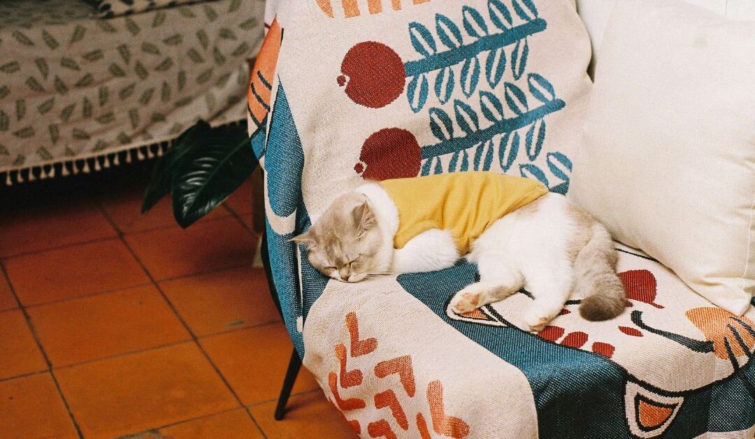 The Ultimate Guide to Pet Apparel & Accessories for Comfort, Protection, and Style in 2026