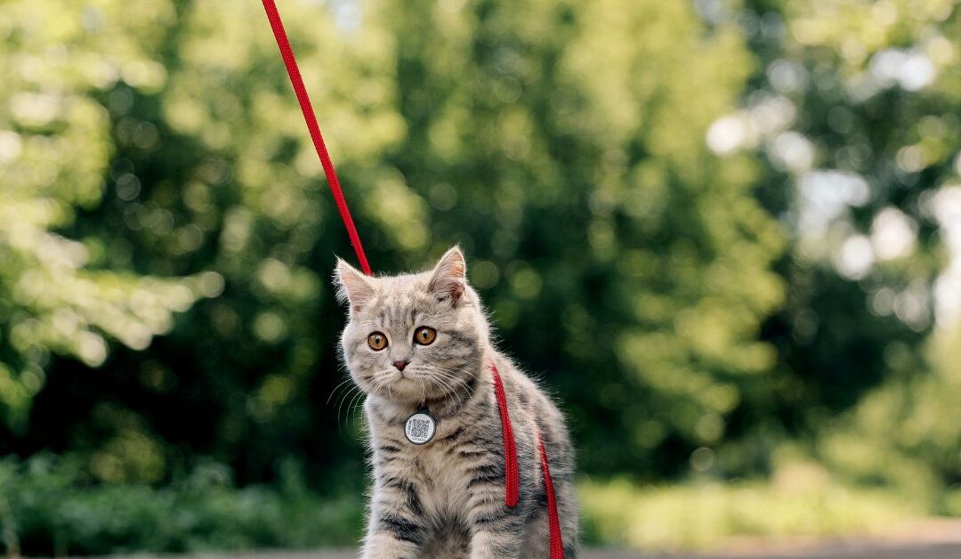 The Essential Guide to Pet Safety & Identification: Protect Your Furry Friend Every Day